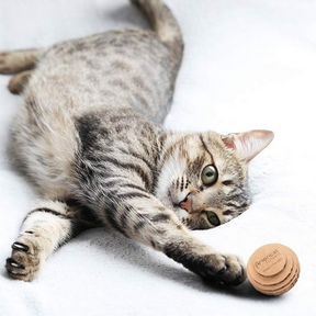 Tabby cat playing with cardboard ball