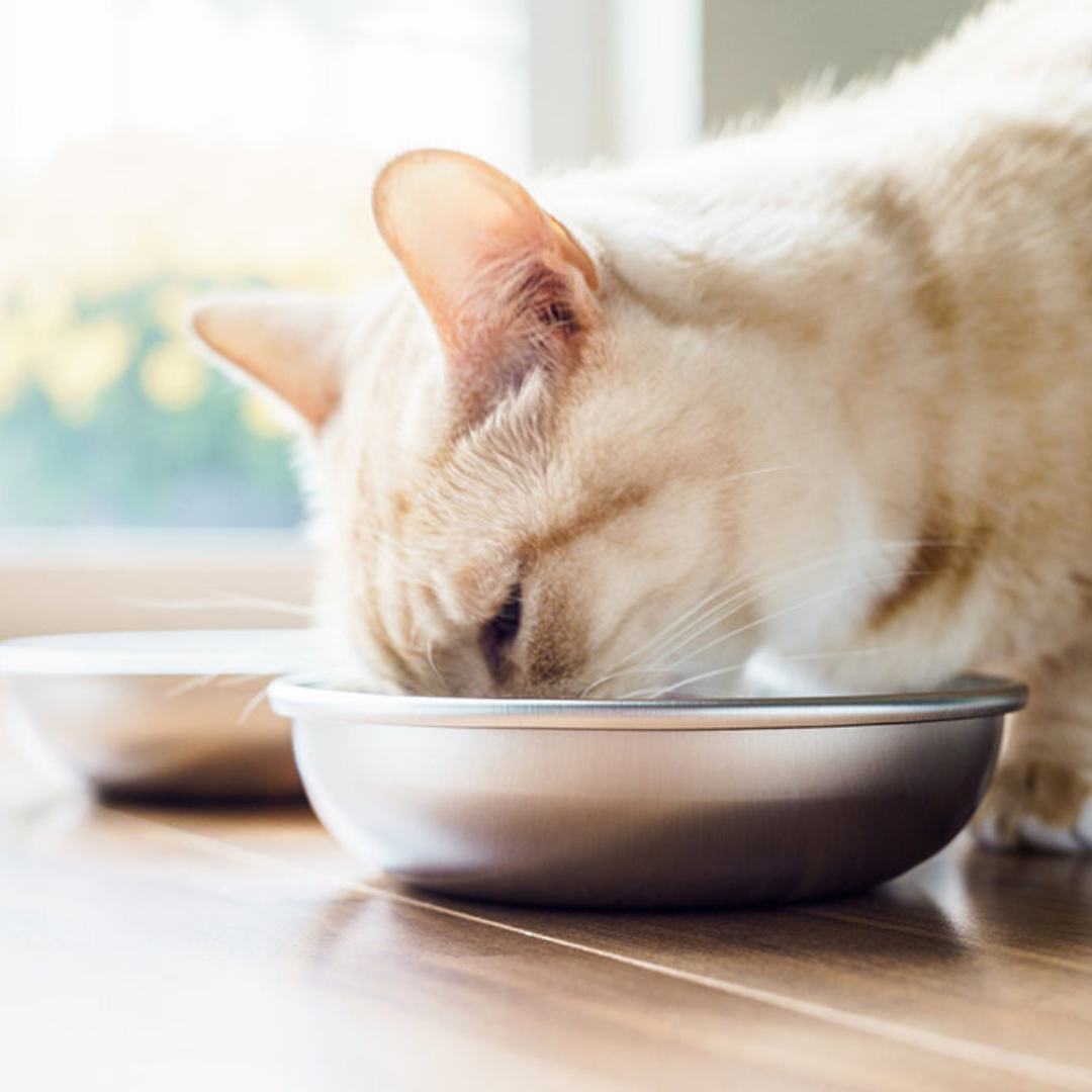 Cat eating from stainless steel cat bowl