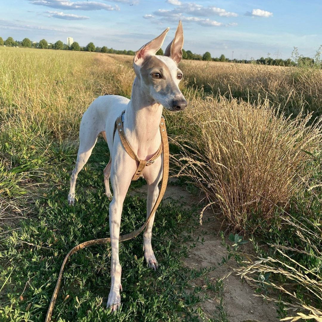 Dog with Sustainable Cork Harness - dog in field